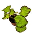 thumbnail image 3 of BubbleBlooms Harmony's Leprechaun's Kiss Begonia, Begonia Rex in 4 inch Pot, Spiral-Leaf Begonia, Variegated, Unique Homegrown Exclusive, 3 of 4