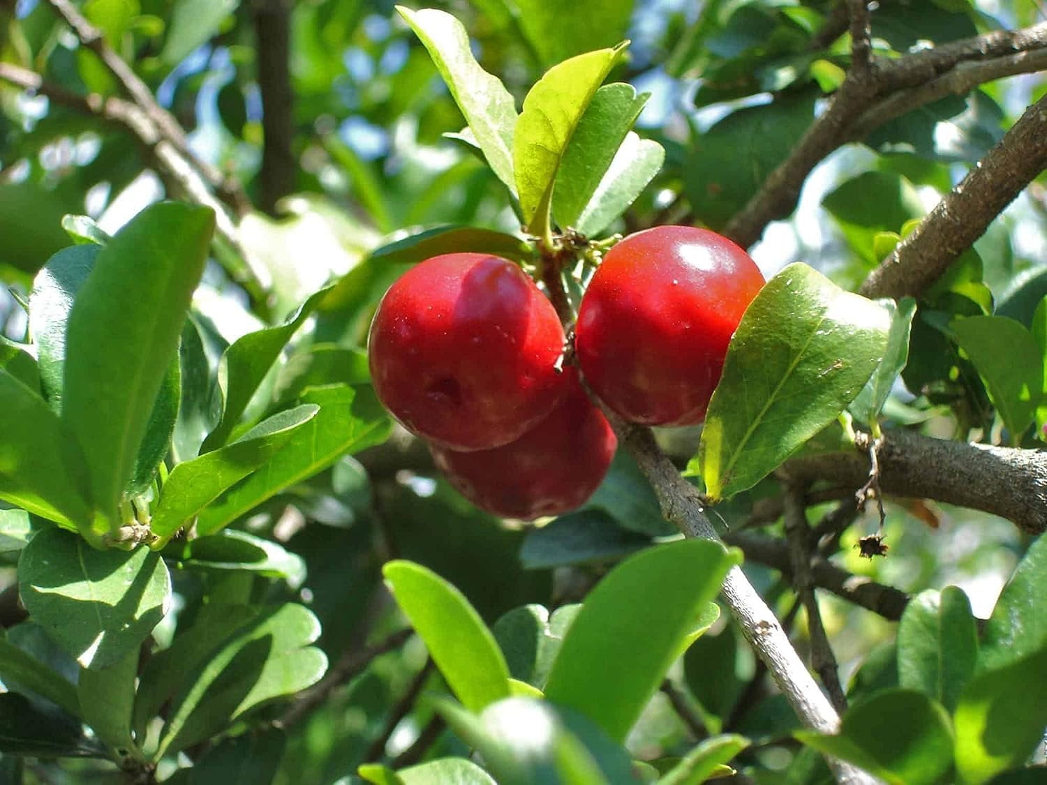 Barbados Cherry Tree - Live Plant in a 6 Inch Grower's Pot - Malpighia Emarginata - Edible Fruit Bearing Tree for The Patio and Garden
