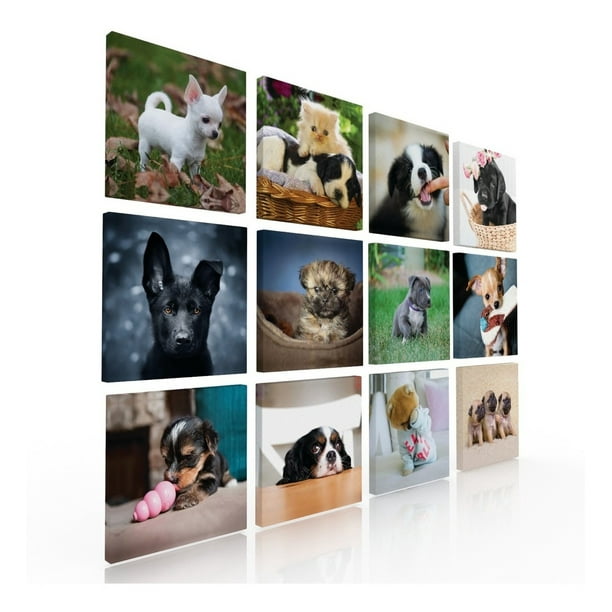 Set De 12 Cuadros Decorativos Para Veterinaria Ideas Creativas Cuadro sublimado en tela