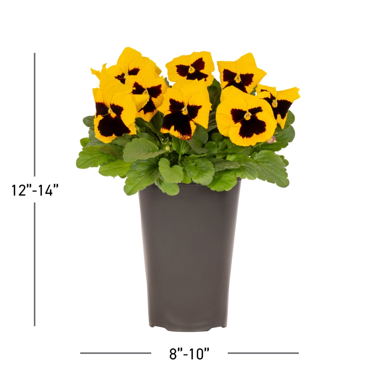 Expert Gardener 2QT Yellow Blotch Pansy Live Plant Grower Pot Sun (3 Pack)