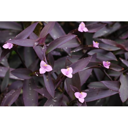 Purple Heart Plant Setcreasea Indoors Or Out Easy 4 Pot