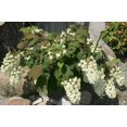 thumbnail image 3 of 40 White OAK LEAF HYDRANGEA Quercifolia Shrub Flower Seeds, 3 of 5
