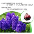 thumbnail image 6 of Blushing Blue Double Hyacinth, 8 Bulbs - Fragrant Blue Flowers -  Attracts Bees & Butterflies - Spring Blooming, Easy to Grow & Maintain, 6 of 6