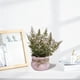 thumbnail image 5 of Plantas Artificiales De Plástico En Maceta Planta de helecho artificial en maceta, planta rosa falsa, decoración del hogar, decoración de oficina, accesorio de fotografía (1 unidad) JASKFLY, 5 of 9