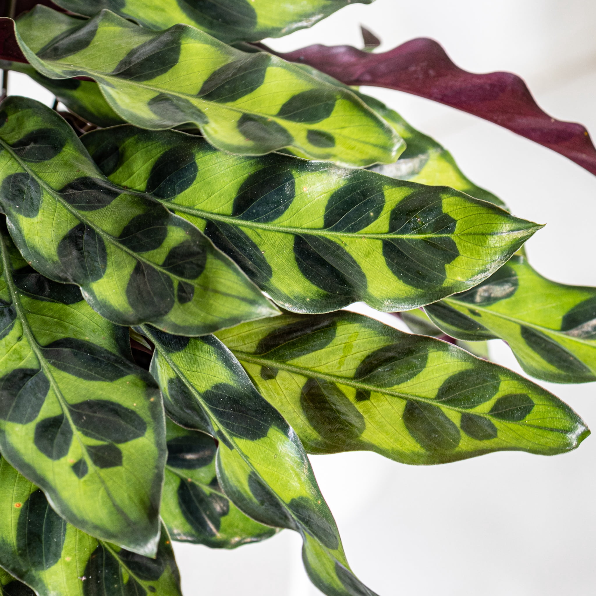 United Nursery Live Calathea Rattlesnake in 6 inch Grower Pot, Pet-Friendly, Requires Indirect Light