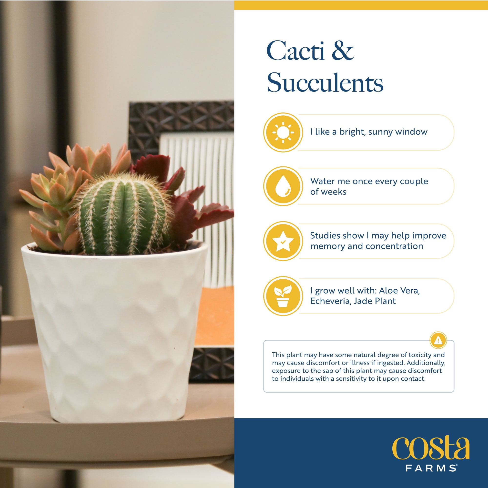 Costa Farms Succulent DIY, Bright Indirect Sunlight, Indoor Live House Plants in 6" Ceramic Planter
