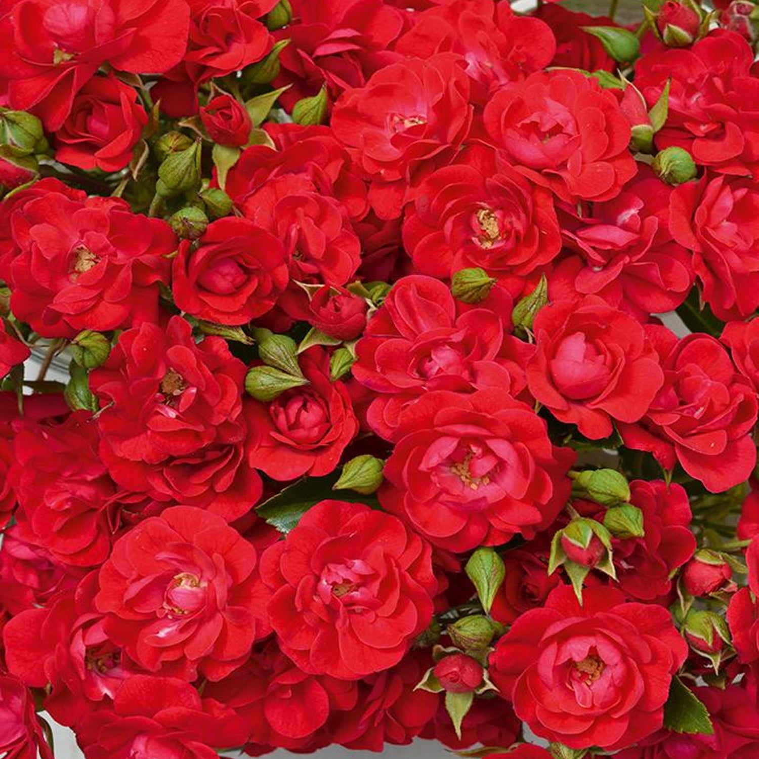 Expert Gardener 12-18" Mini Cherry Flower Carpet® Groundcover Rose with Red Flowers Live Tree in 2 gal. Grower Pot
