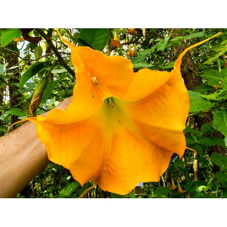 - LAMINATED POSTER Bloom Angel Trumpet Yellow Blossom Brugmansia Aurea Poster Print 24 x 36