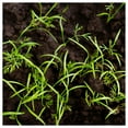 thumbnail image 3 of Everwilde Farms - 1 lb Bouquet Dill Herb Seeds - Gold Vault Bulk Seed Packet, 3 of 4