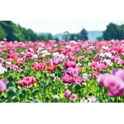 250 Seeds AFGHAN Blue POPPY Mixed Colors Papaver Somniferum Pink Purple White Flower Seeds