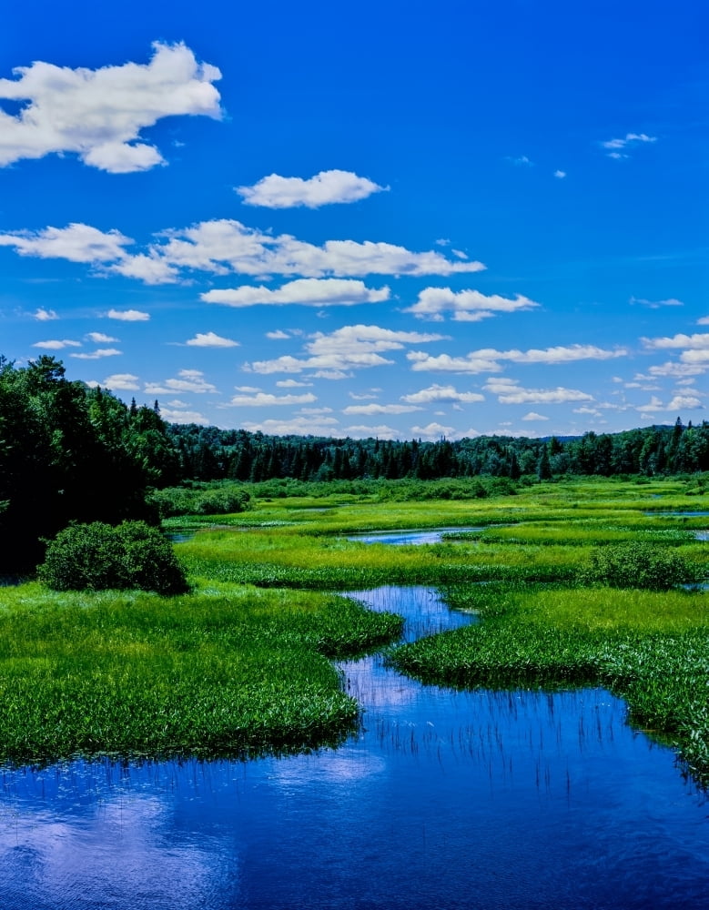 Grass growing in a river, Middle Branch Moose River, New York State