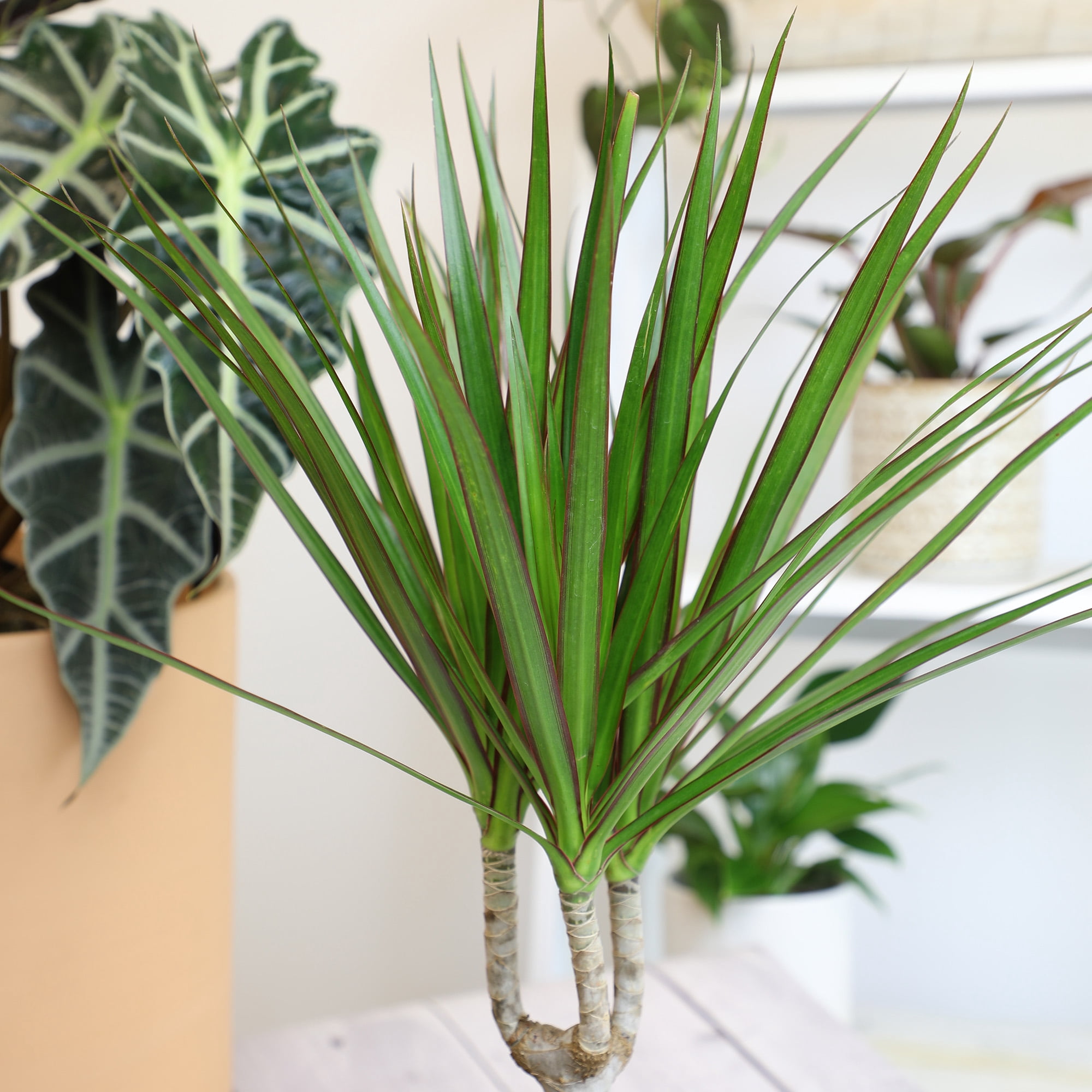 Element Dragon Tree Dracaena Marginata in 6" White Decor Pot (Approx 15" Tall) Live Plant