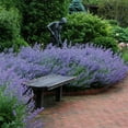 thumbnail image 2 of Catmint 'Walker's Low' Starter Plant - Live Starter Plant, 2 of 3