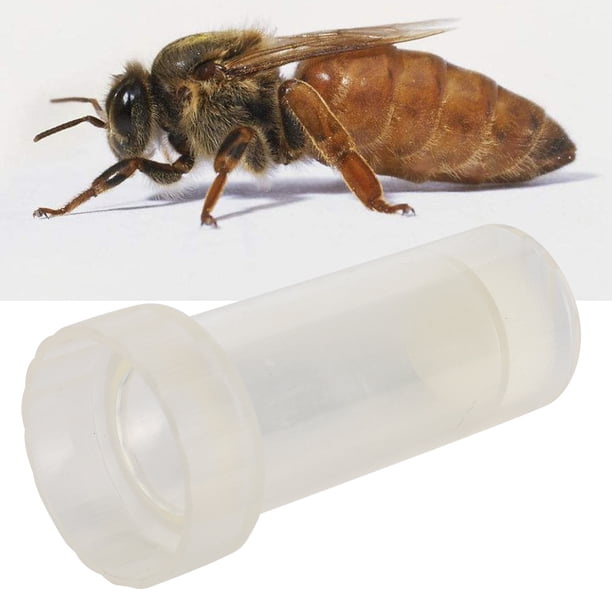 Botella etiquetada con abeja reina, botella etiquetada con la abeja que reina, úpos de Herramiente de apicultura liviana con botella etiquetada para abeja reina para abeja