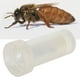 thumbnail image 1 of Botella etiquetada con abeja reina, botella etiquetada con la abeja que reina, úpos de Herramiente de apicultura liviana con botella etiquetada para abeja reina para abeja, 1 of 7