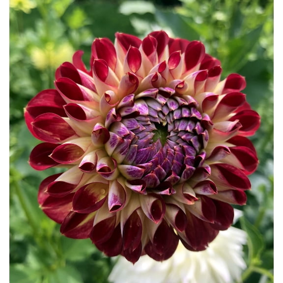 Jowey Joshua Ball Flowering Dahlia - 1 Top Size Root Clump - NEW