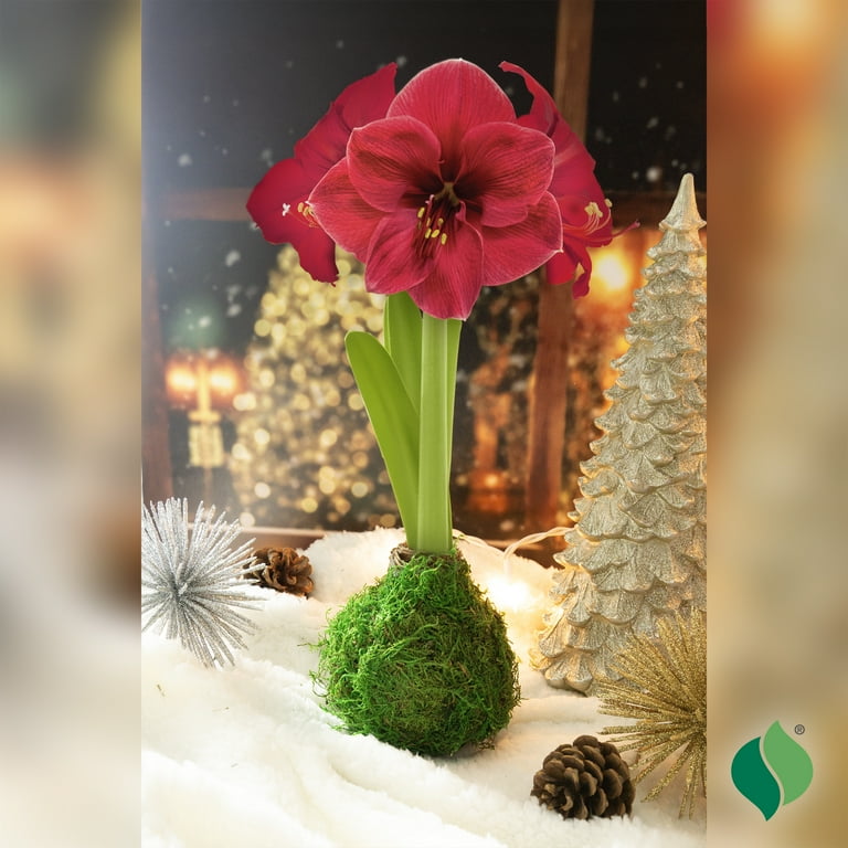DeGroot Waxed Moss Amaryllis, Tropical Indoor Plant, Lush Blossoms