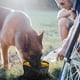 thumbnail image 3 of Tazón Plegable LumoLeaf Azul Grande para Perros y Gatos, 3 of 8