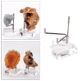 thumbnail image 4 of Soporte De Soporte De Exhibición De Acrílico Duradero Para Minerales Geode Crystal M Sunnimix soportes de exhibición, 4 of 8