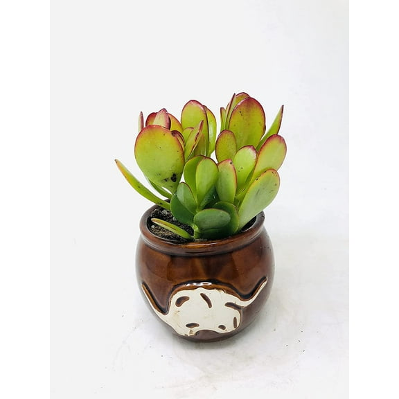 Sunset Jade Plant 'Crassula' in Native Elephant Round Vase - Easy to Grow House Plant