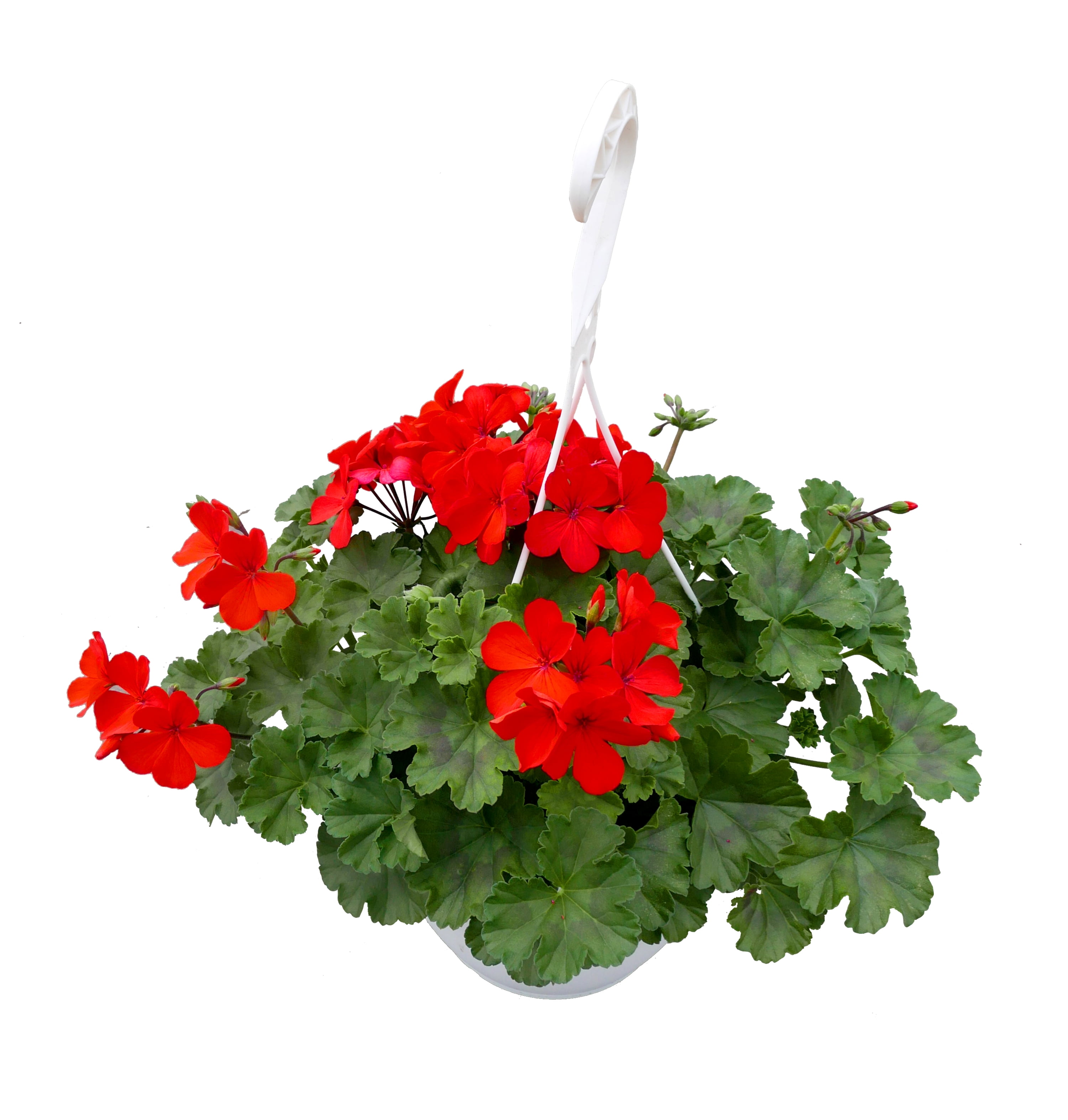 Expert Gardener 1.5G Geranium Full Sun Annual Flowering Hanging Plant