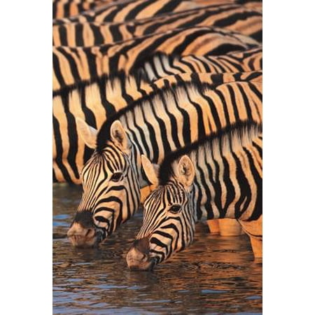 Zebra Journal - Zebra Zeal Blank Book Lined Journal (4x6)