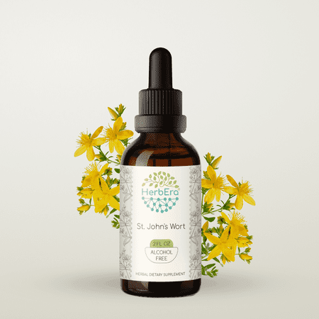 HerbEra Saint John's Wort Tincture, Herbal Dietary Supplement for Mood Support, Saint John's Wort (Hypericum perforatum) Dried Herb and Flower Extract, Natural, Alcohol-Free, Drops 2 oz