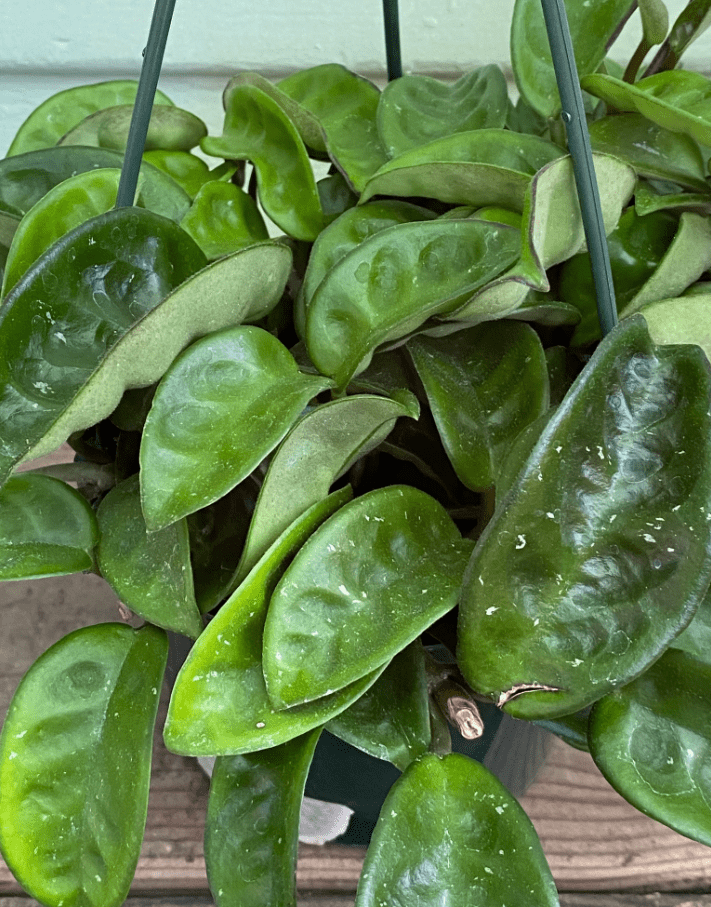 Hoya Krinkle Carnosa Plant Live, Hoya Plant Live Indoor Outdoor, Hoya Plant 4 Inc Pot Bareroot for Planting