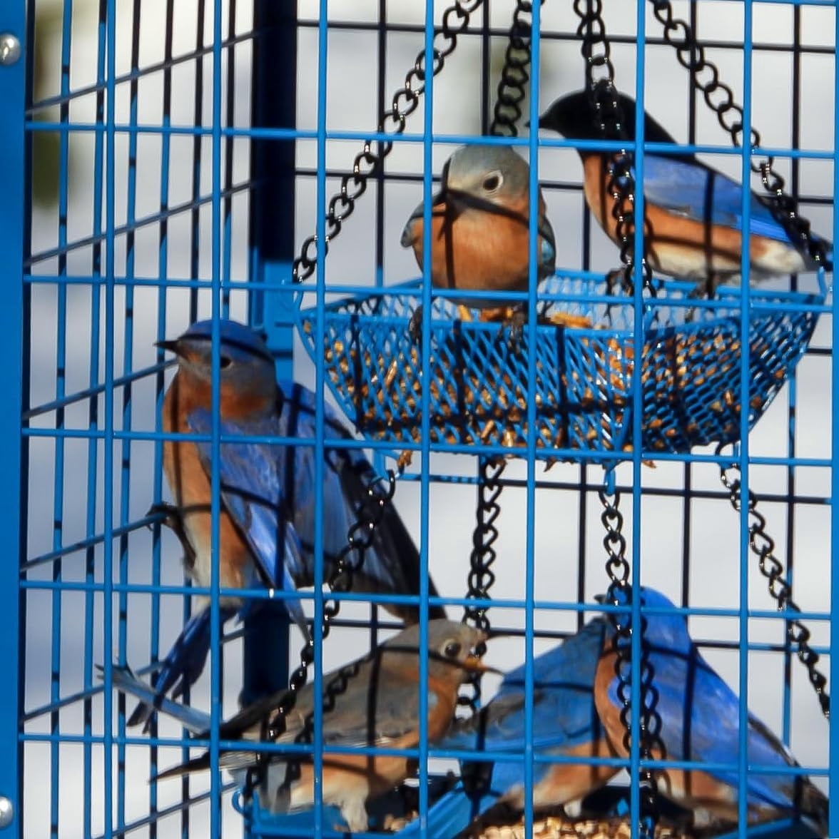 Bird Feeders for Bluebirds - Metal - Huge Caged Squirrel-proof Bird Feeders with 2 Cups, DIY Wild Bird Feeders Outdoor Hanging (Blue), Attract Small Birds, 2lbs Seed Capacity+1 Cup