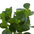 thumbnail image 5 of DecMode 13" Artificial Eucalyptus Plant in Realistic Leaves and Black Round Pot, 5 of 12