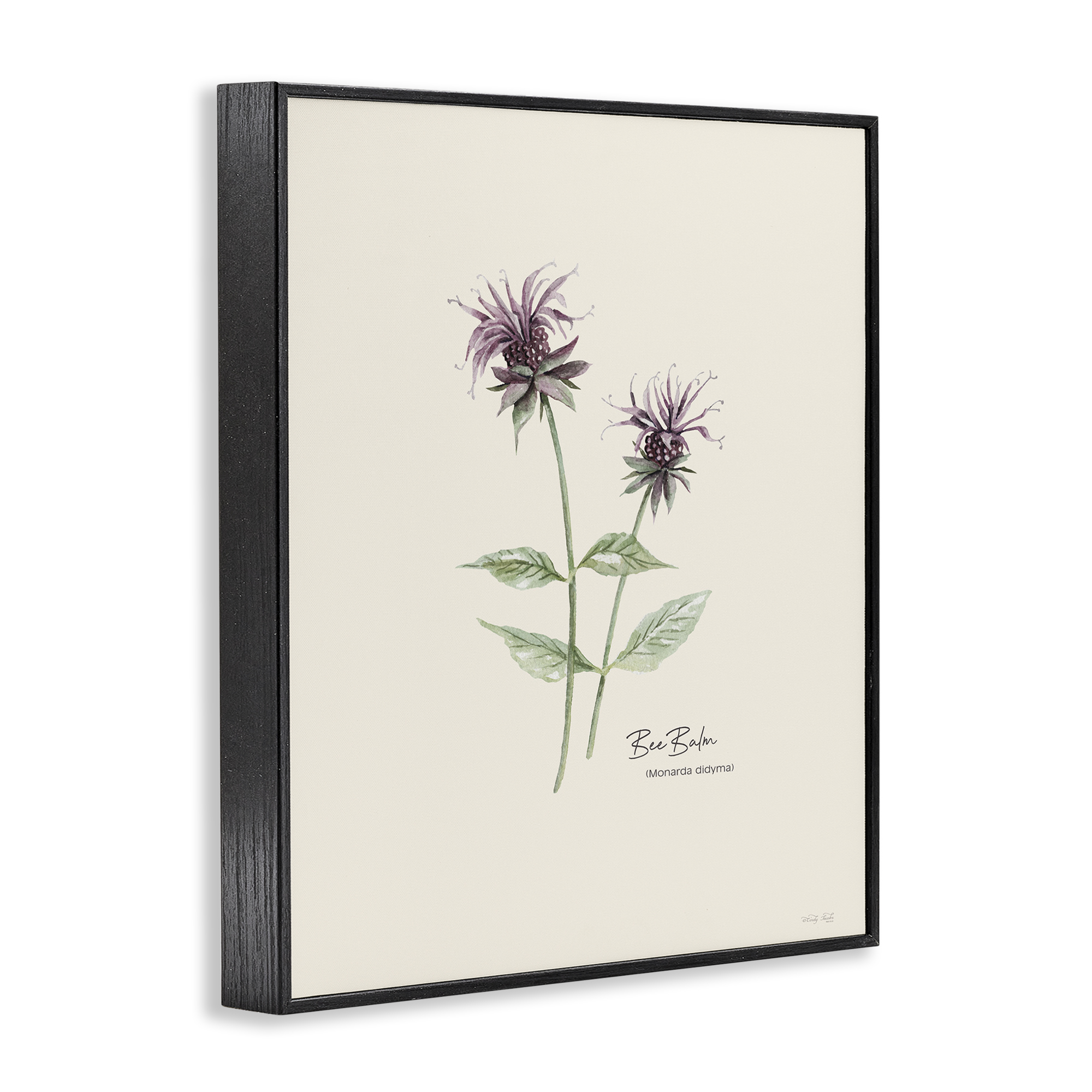 Stupell Industries Bee Balm Herb Botanical & Floral Painting Black Framed Art Print Wall Art, 24 x 30