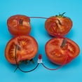 thumbnail image 2 of -1 Set Children Bio Energy Science Kit Potato Fruit Supply Electricity Experiment, 2 of 2