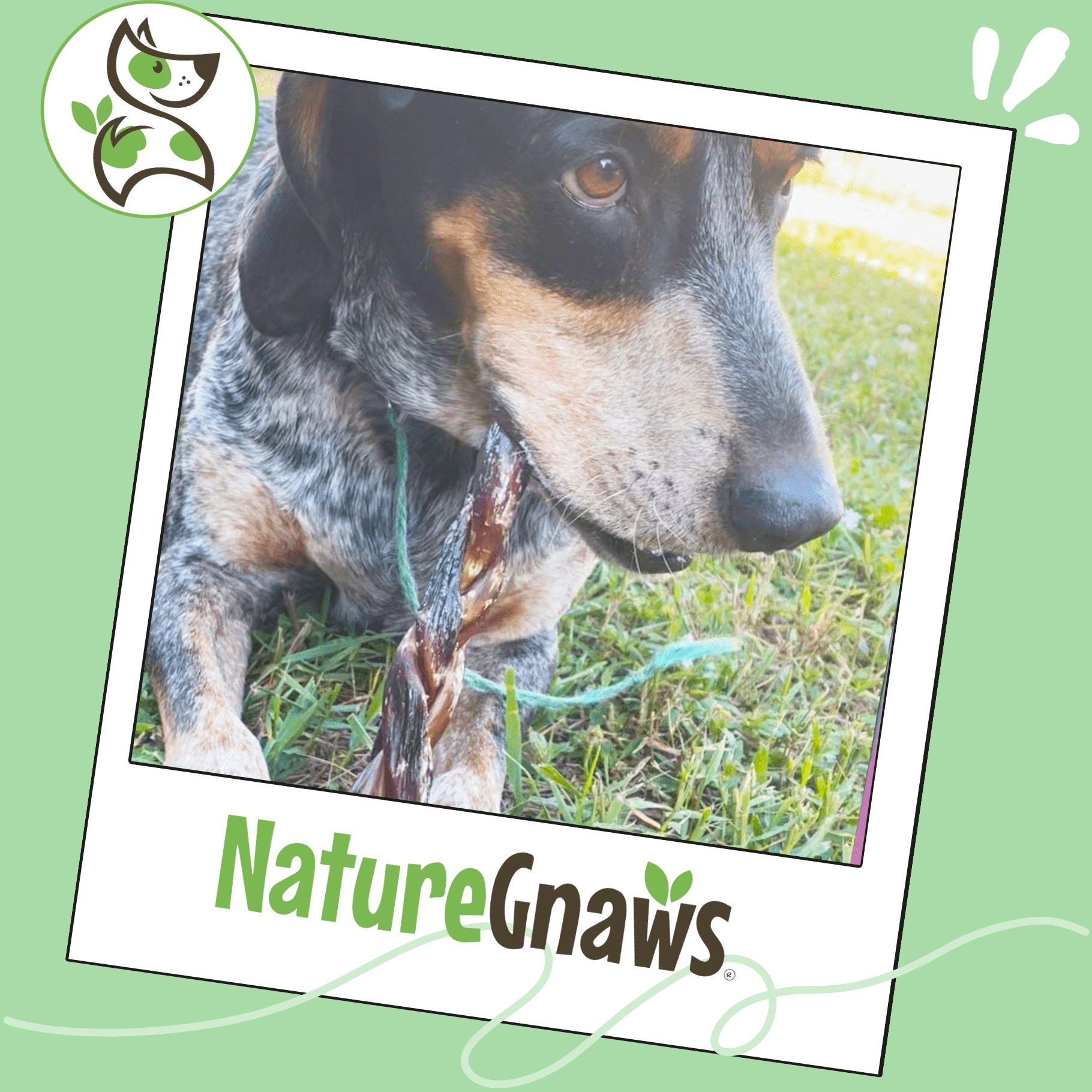 Nature Gnaws Braided Beef Chews, Natural Dog Chew Treats (3 count)