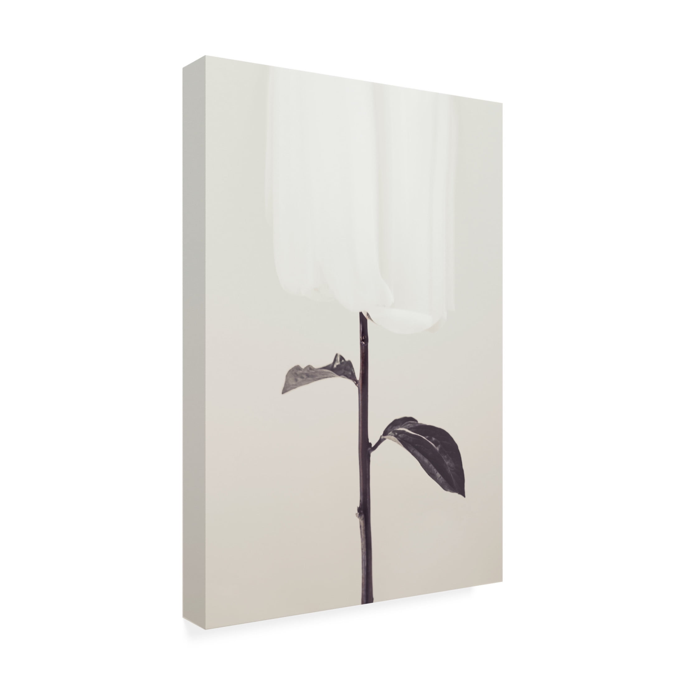 Trademark Fine Art Pictufy Studio III Peony 18 Canvas Wall Art