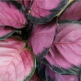Purple Calathea Plant Live Prayer Plant Pet Friendly Plants, Live Prayer Plants Live House