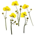 thumbnail image 1 of 16 Uds. de flores secas prensadas reales, hojas de plantas naturales, artesanía de resina DIY para tarjetas, de joyería de resina, r, 1 of 9