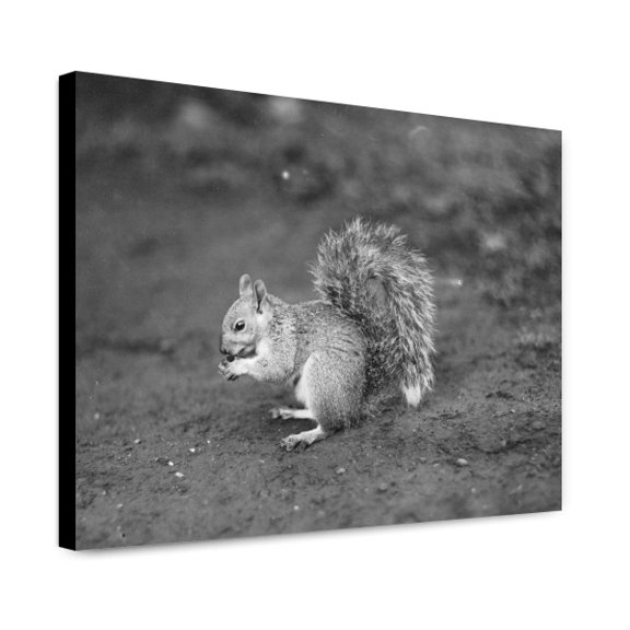 Canvas Print: Squirrel, 1913