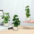 thumbnail image 5 of K-Cliffs Set of 3 Potted Faux Greenery in Clear Glass Square Pots w/ Decorative White Stones, 5 of 5