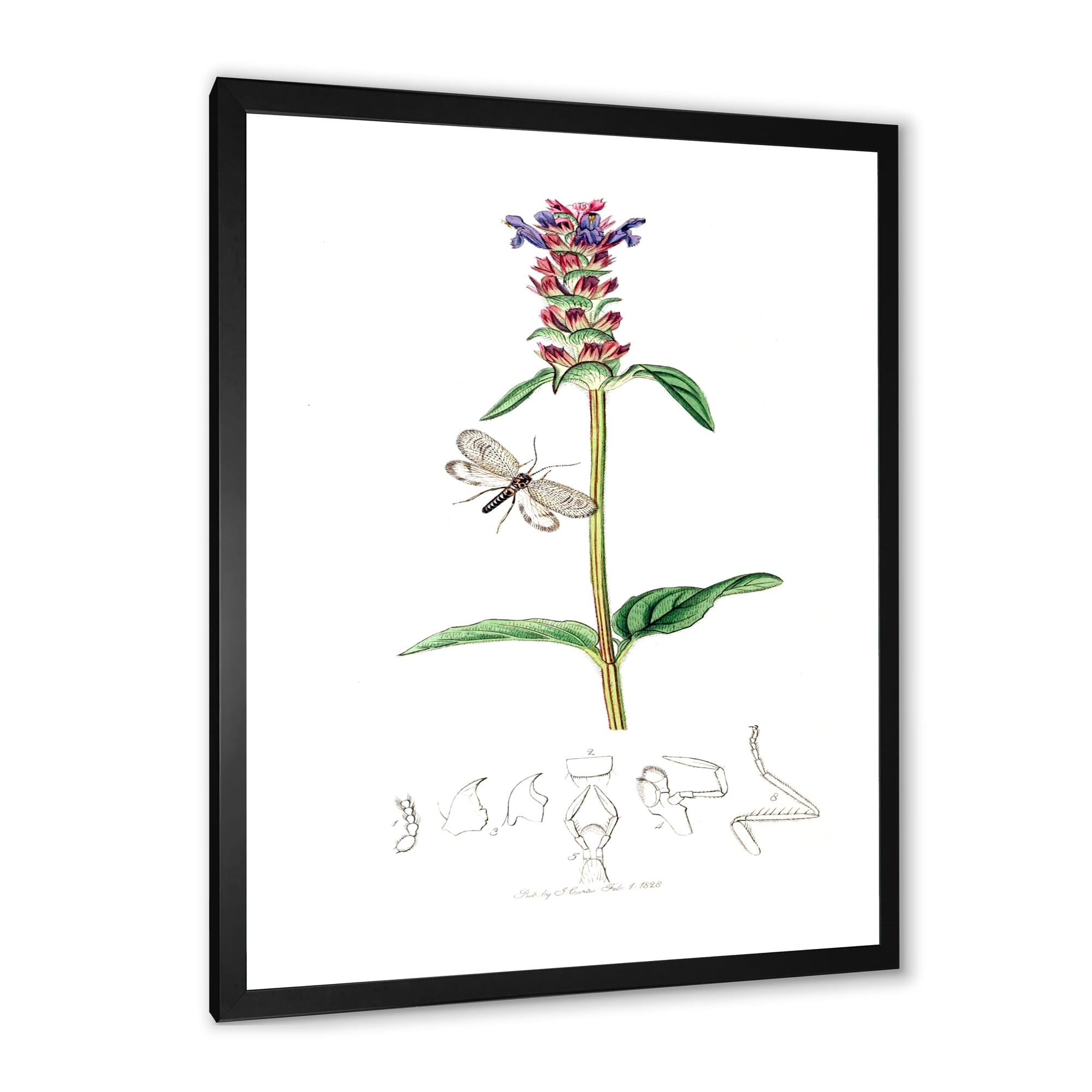 Designart 'Ancient Insects and Plants II' Farmhouse Framed Art Print