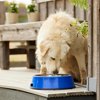 Farm Innovators Signature Series 60 Watt 5.5 Quart Electric Heated Pet Water Bowl with Stainless Steel Insert and Thermostatic Control
