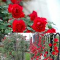 thumbnail image 3 of Evago 100 Pcs/set Climbing Rose Seeds Perennial Fragrant Home Garden Plant Multiflora Flower Seed, 3 of 4