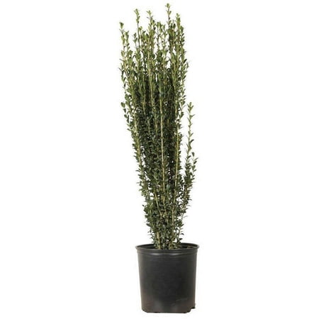 Expert Gardener Flowerwood 7 gal Sky Pencil Japanese Holly Live Shrub, Evergreen