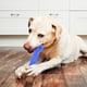 thumbnail image 2 of Juguete para perros con forma de hueso, mordedores, varilla molar, palo para dientes, juguete para morder y masticar, juguetes de entrenamiento, color azul L, 2 of 5