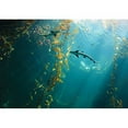 thumbnail image 2 of wall26 - Small Shark in The Ocean with Amazing Light Ray - Removable Wall Mural | Self-Adhesive Large Wallpaper - 100x144 inches, 2 of 5