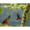 thumbnail image 3 of Fitzharris, Tim 24x20 Black Modern Framed Museum Art Print Titled - Rufous Tailed Hummingbirds, 3 of 5