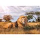 thumbnail image 1 of Pintura de diamante (DE4732) 5D DIY León Animal cuadrado bordado Kit artes 45x60cm FLhrweasw Nuevo, 1 of 1