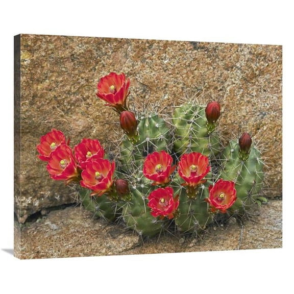 36 in. Claret Cup Cactus Flowering, Utah Art Print - Tim Fitzharris