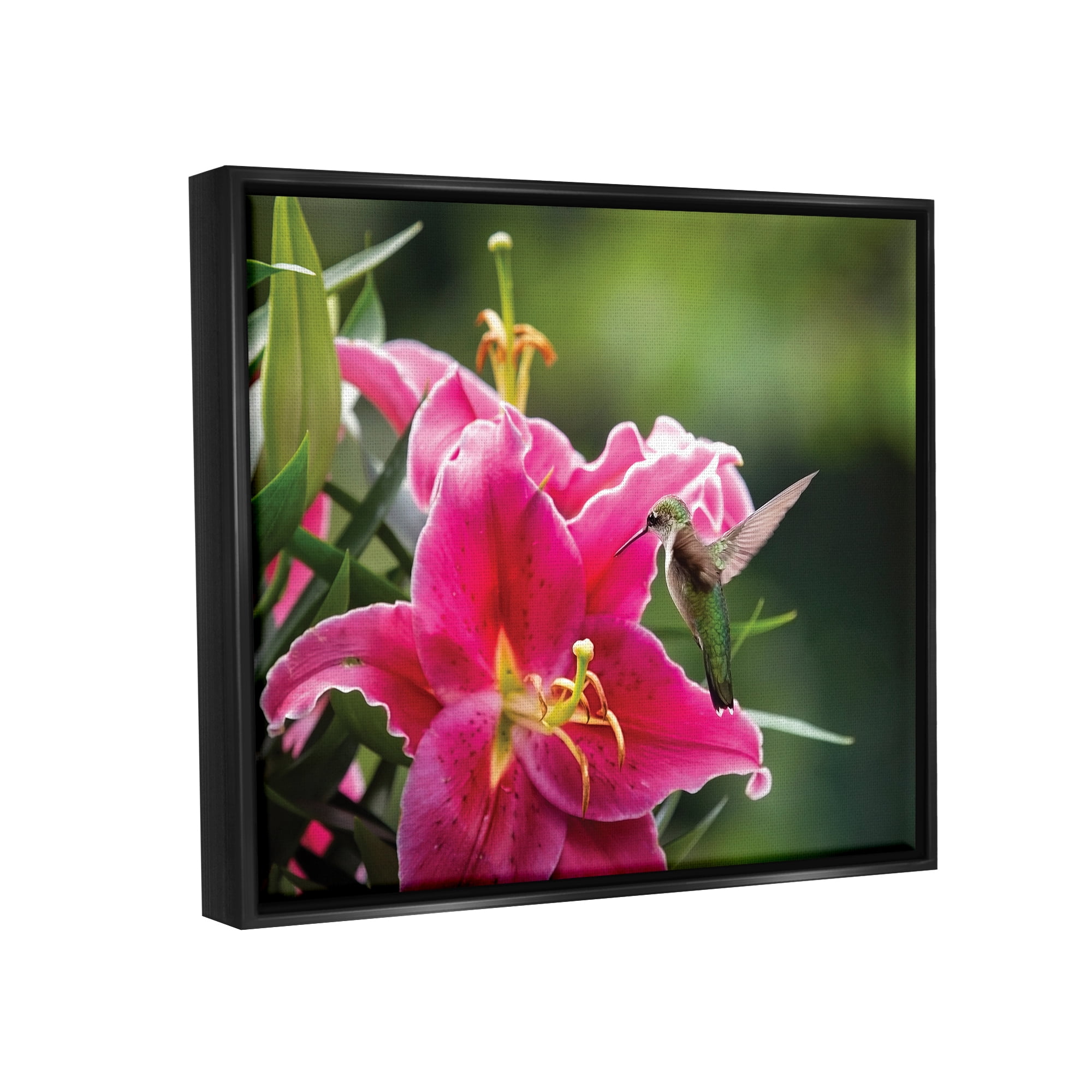 Stupell Industries Hummingbird with Hibiscus Animals & Insects Photography Black Floater Framed Art Print Wall Art, 31 x 25