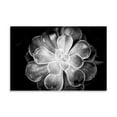 thumbnail image 2 of Gango Home Decor Monochrome Succulent VI by Erin Berzel (Printed on Paper); One 36x24in Fine Art Paper Giclee Print, 2 of 4