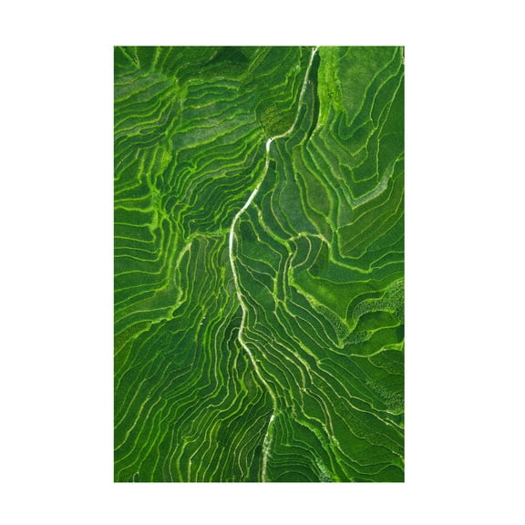 Canvas Wall Art - Tianqi 'Vein' Wall Art for Living Room, Bedroom, or Office Décor by Trademark Fine Art - 12 x 19 Inches